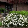 Steady As She Goes Hardy Gardenia - 3 Gallon Pot -Flowers World Shop gardenia jasminoides steady as she goes 3