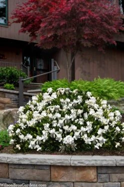 Steady As She Goes Hardy Gardenia - 3 Gallon Pot