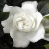 Summer Snow Gardenia - 3 Gallon Pot -Flowers World Shop gardenia jasminoides summer snow 12
