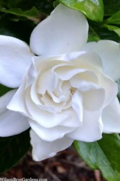 Summer Snow Gardenia - 3 Gallon Pot -Flowers World Shop gardenia jasminoides summer snow 3