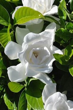 Summer Snow Gardenia - 3 Gallon Pot -Flowers World Shop gardenia jasminoides summer snow 4
