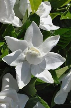 Summer Snow Gardenia - 3 Gallon Pot -Flowers World Shop gardenia jasminoides summer snow 5