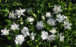Summer Snow Gardenia - 3 Gallon Pot -Flowers World Shop gardenia jasminoides summer snow 9