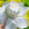 Gold Doubloon Gardenia - 6 Pack Of 1 Gallon Pots -Flowers World Shop gardenia ogon no hana gold doubloon 10 2