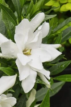 Radicans Creeping Dwarf Gardenia - 6 Pack Of 1 Gallon Pots -Flowers World Shop gardenia radicans 22