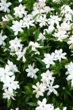 Radicans Creeping Dwarf Gardenia - 6 Pack Of 1 Gallon Pots -Flowers World Shop gardenia radicans 24