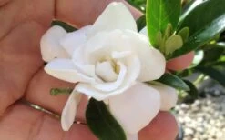 Jubilation Gardenia - 2.5 Quart Pot -Flowers World Shop gardeniajubilation 4