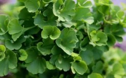 Jade Butterfly Dwarf Ginkgo Tree - 3 Gallon Pot -Flowers World Shop ginkgo biloba jade butterfly 1