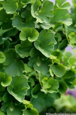 Jade Butterfly Dwarf Ginkgo Tree - 3 Gallon Pot -Flowers World Shop ginkgo biloba jade butterfly 3