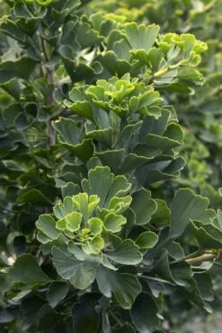 Jade Butterfly Dwarf Ginkgo Tree - 3 Gallon Pot -Flowers World Shop ginkgo biloba jade green 1