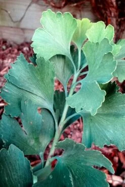 Jagged Jade Dwarf Male Ginkgo Tree - 3 Gallon Pot -Flowers World Shop ginkgo biloba jagged jade 1