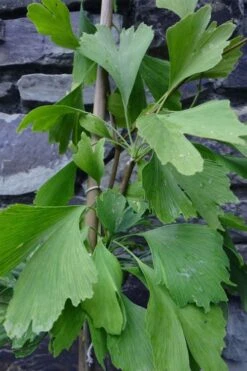 Jagged Jade Dwarf Male Ginkgo Tree - 3 Gallon Pot -Flowers World Shop ginkgo biloba jagged jade 10