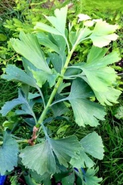 Jagged Jade Dwarf Male Ginkgo Tree - 3 Gallon Pot -Flowers World Shop ginkgo biloba jagged jade 2