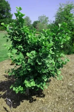 Jagged Jade Dwarf Male Ginkgo Tree - 3 Gallon Pot -Flowers World Shop ginkgo biloba jagged jade 7