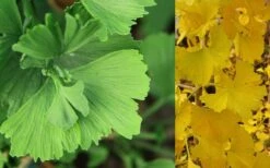 Jagged Jade Dwarf Male Ginkgo Tree - 3 Gallon Pot -Flowers World Shop ginkgo biloba jagged jade 8