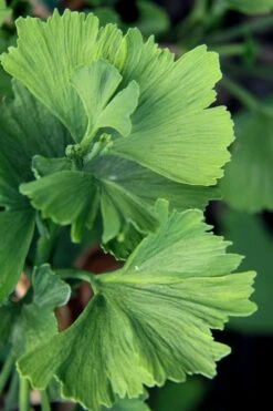 Jagged Jade Dwarf Male Ginkgo Tree - 3 Gallon Pot