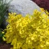 Mariken Dwarf Ginkgo Tree - 2 Gallon Pot 2 Mariken Dwarf Ginkgo Tree - 2 Gallon Pot -Flowers World Shop ginkgo biloba mariken dwarf 3