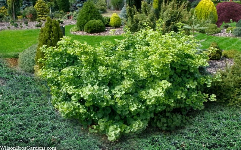 Mariken Dwarf Ginkgo Tree - 3 Gallon Pot (2-3') 8 Mariken Dwarf Ginkgo Tree - 3 Gallon Pot (2-3') - Image 6