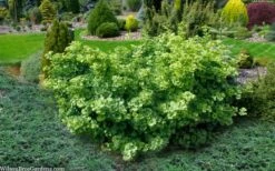 Mariken Dwarf Ginkgo Tree - 2 Gallon Pot 13 Mariken Dwarf Ginkgo Tree - 2 Gallon Pot -Flowers World Shop ginkgo biloba mariken dwarf 5