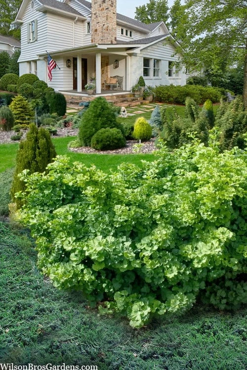 Mariken Dwarf Ginkgo Tree - 3 Gallon Pot (2-3') 6 Mariken Dwarf Ginkgo Tree - 3 Gallon Pot (2-3') - Image 4