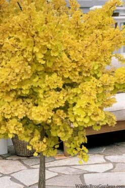 Mariken Dwarf Ginkgo Single Trunk Topiary Tree - 2 Gallon Pot -Flowers World Shop ginkgo biloba mariken single trunk topiary tree 1