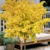Mariken Dwarf Ginkgo Single Trunk Topiary Tree - 2 Gallon Pot -Flowers World Shop ginkgo biloba mariken single trunk topiary tree 2