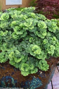 Troll Dwarf Ginkgo Tree - 2 Gallon Pot -Flowers World Shop ginkgo biloba troll dwarf maidenhair tree 1