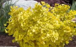 Troll Dwarf Ginkgo Tree - 2 Gallon Pot -Flowers World Shop ginkgo biloba troll dwarf maidenhair tree 4