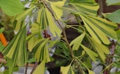 California Sunset Ginkgo Tree - 3 Gallon Pot (2-3') -Flowers World Shop ginkgo california sunset 5