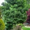 Jade Butterfly Dwarf Ginkgo Tree - 3 Gallon Pot 1 Jade Butterfly Dwarf Ginkgo Tree - 3 Gallon Pot -Flowers World Shop ginkgo jade butterfly 10 1