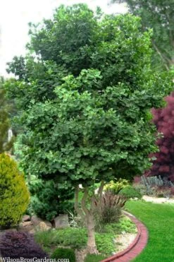 Jagged Jade Dwarf Male Ginkgo Tree - 3 Gallon Pot -Flowers World Shop ginkgo jade butterfly 10