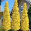 Sky Tower Ginkgo Maidenhair Tree (Male) - 3 Gallon Pot -Flowers World Shop ginkgo sky tower 20 1