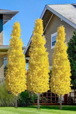 Sky Tower Ginkgo Maidenhair Tree (Male) - 3 Gallon Pot