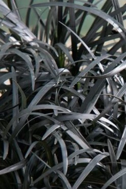 Black Beard Black Mondo Grass - Ophiopogon Planiscapus - 1 Gallon Pot -Flowers World Shop grass black beard mondo 500x750 1