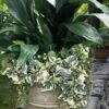 Variegated Algerian Ivy (Hedera Algeriensis 'Gloire De Marengo') - 6 Pack Of Pint Pots -Flowers World Shop hedera algeriensis gloire de marengo variegated algerian ivy 102