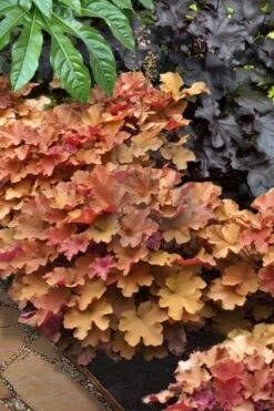 Caramel Heuchera (Villosa Hybrid) - 10 Count Flat Of Quart Pots -Flowers World Shop heuchera caramel 20