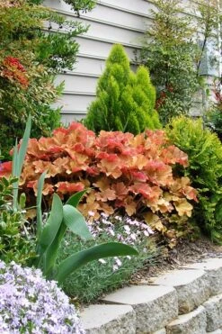 Caramel Heuchera (Villosa Hybrid) - 5 Pack Of Quart Pots -Flowers World Shop heuchera caramel 21 1