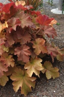 Caramel Heuchera (Villosa Hybrid) - 5 Pack Of Quart Pots -Flowers World Shop heuchera caramel 23 1