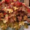 Caramel Heuchera (Villosa Hybrid) - 5 Pack Of Quart Pots 2 Caramel Heuchera (Villosa Hybrid) - 5 Pack Of Quart Pots -Flowers World Shop heuchera caramel coral bells 31 1