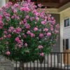 Lucy Rose Of Sharon (Single Trunk Tree) - 7 Gallon Pot (3-4') -Flowers World Shop hibiscus syriacus lucy rose of sharon tree 2 1