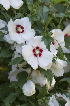 Red Heart Rose Of Sharon - 1 Gallon Pot -Flowers World Shop hibiscus syriacus red heart rose of sharon 20