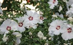 Red Heart Rose Of Sharon - 1 Gallon Pot -Flowers World Shop hibiscus syriacus red heart rose of sharon 21