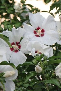 Red Heart Rose Of Sharon - 1 Gallon Pot -Flowers World Shop hibiscus syriacus red heart rose of sharon 22