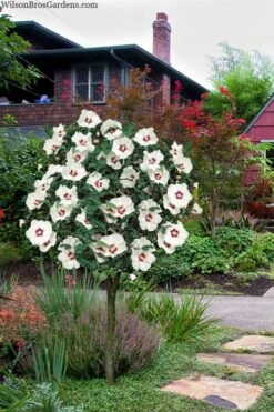 Red Heart Rose Of Sharon (Single Trunk Tree) - 5 Gallon Pot -Flowers World Shop hibiscus syriacus red heart rose of sharon tree 1