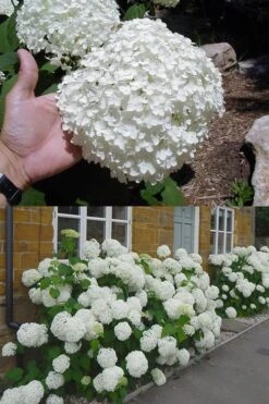 Annabelle Hydrangea - 3 Gallon Pot -Flowers World Shop hydrangea annabelle 2 500x750 1