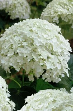 Annabelle Hydrangea - 3 Gallon Pot -Flowers World Shop hydrangea arborescens annabelle 10