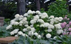 Annabelle Hydrangea - 3 Gallon Pot -Flowers World Shop hydrangea arborescens annabelle 11