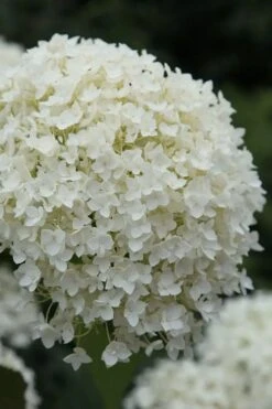 Annabelle Hydrangea - 3 Gallon Pot -Flowers World Shop hydrangea arborescens annabelle 12
