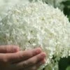 Annabelle Hydrangea - 3 Gallon Pot -Flowers World Shop hydrangea arborescens annabelle 21 1