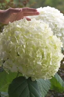 Incrediball Smooth Hydrangea - 3 Gallon Pot -Flowers World Shop hydrangea arborescens incrediball 10